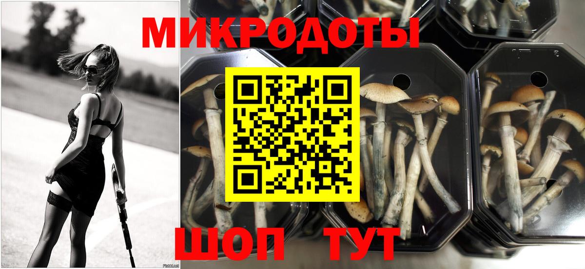 Галлюциногенные грибы Psilocybe  Псилоцибиновые грибы мицелий  Вход с VPN  Горно-Алтайск 
