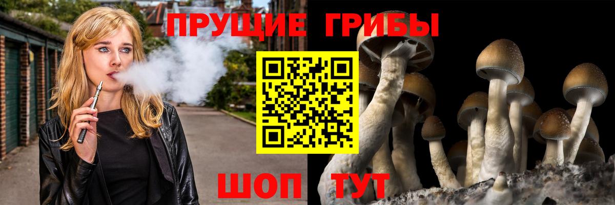 Псилоцибиновые грибы Psilocybe Горно-Алтайск